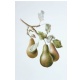 Pears on a bough